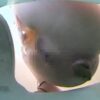 gal big unko